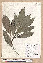 Machilus japonica Siebold et Zucc. var. kusanoi (Hayata) Liao 大葉楠