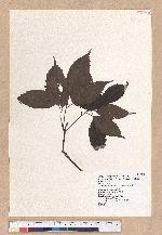 Cyclobalanopsis longinux (Hayata) Schott. 錐果櫟