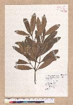 Pasania dodonaeifolia (Hayata) Hayata 柳葉柯