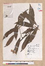 Pasania hancei (Benth.) Schott. var. ternaticupula (Hayata) Liao forma subreticulata (Hayata) Liao 細葉三斗石櫟