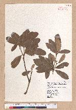 Cyclobalanopsis championii (Benth.) Oerst. ex Schott. 嶺南椆