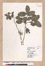 Quercus spinosa A. David ex Fr. 高山櫟