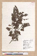Cyclobalanopsis stenophylloides (Hayata) Kudo & Masamune ex Kudo 狹葉櫟