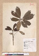 Cyclobalanopsis championii (Benth.) Oerst. ex Schott. 嶺南椆