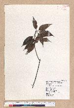 Cyclobalanopsis longinux (Hayata) Schott. 錐果櫟