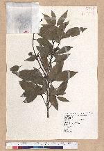 Cyclobalanopsis globosa Lin & Liu 圓果椆