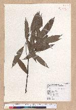 Cyclobalanopsis pachyloma (O. Seem.) Schott. 金斗椆