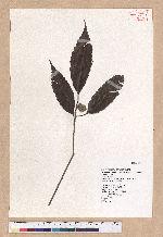 Cyclobalanopsis stenophylloides (Hayata) Kudo & Masamune ex Kudo 狹葉櫟