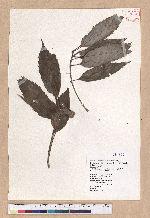 Cyclobalanopsis stenophylloides (Hayata) Kudo & Masamune ex Kudo 狹葉櫟
