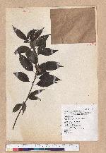 Cyclobalanopsis globosa Lin & Liu 圓果椆