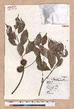 Pasania konishii (Hayata) Schottky 油葉石櫟