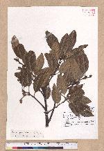 Quercus spinosa A. David ex Fr. 高山櫟