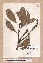 Pasania kawakamii (Hayata) Schott. 大葉石櫟