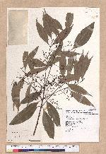 Cinnamomum macrostemon Hayata 胡氏肉桂