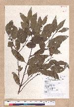 Cinnamomum insulari-montanum Hayata 山肉桂(台灣肉桂)