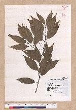 Cinnamomum insulari-montanum Hayata 山肉桂(台灣肉桂)