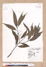 Cinnamomum insulari-montanum Hayata 山肉桂(台灣肉桂)