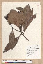 Machilus japonica Siebold et Zucc. var. kusanoi (Hayata) Liao 大葉楠