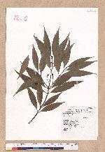 Cinnamomum insulari-montanum Hayata 山肉桂(台灣肉桂)