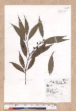 Cinnamomum insulari-montanum Hayata 山肉桂(台灣肉桂)