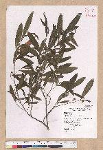 Litsea cubeba (Lour.) Persoon 山胡椒