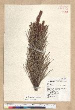 Pinus armandii Franchet var. masteriana Hayata 臺灣華山松