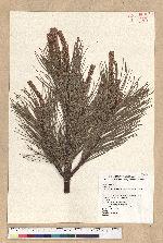 Pinus armandii Franchet var. masteriana Hayata 臺灣華山松