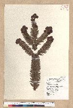 Abies kawakamii (Hayata) Ito 臺灣冷杉