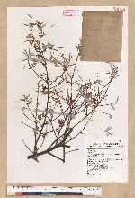 Keteleeria davidiana (Franchet) Beissner var. formosana Hayata 臺灣油杉