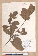 Litsea akoensis Hayata 屏東木薑子
