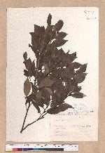 Lindera communis Hemsl. 香葉樹