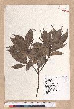 Pasania glabra (Thunb.) Oerst. 子彈石櫟