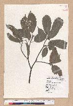 Cyclobalanopsis glauca (Thunb.) Oerst. 青剛櫟