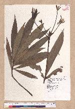 Litsea acutivena Hayata 銳脈木薑子