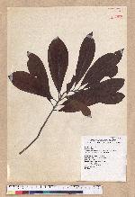 Litsea elongata (Wall. ex Nees) Benth. et Hook. f. var. mushaensis (Hayata) J. C. Liao 霧社木薑子