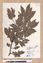 Quercus tatakaensis Tomiya 銳葉高山櫟