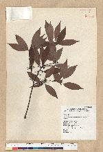 Neolitsea acuminatissima (Hayata) Kanehira et Sasaki 高山新木薑子