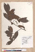 Litsea morrisonensis Hayata 玉山木薑子