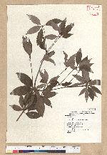 Neolitsea daibuensis Kamikoti 大武新木薑子