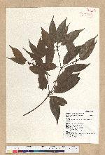 Neolitsea acuminatissima (Hayata) Kanehira et Sasaki 高山新木薑子