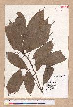 Pasania harlandii (Hance) Oersted 短尾柯