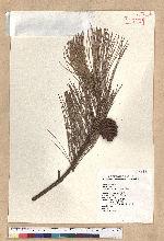 Pinus taiwanensis Hayata 臺灣二葉松