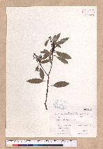 Cinnamomum brevipedunculatum C. E. Chang 小葉樟