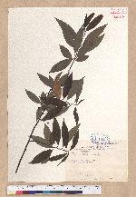 Litsea cubeba (Lour.) Persoon 山胡椒