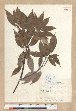 Neolitsea aciculata (Blume) Koidz. 銳葉新木薑子