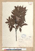 Neolitsea acuminatissima (Hayata) Kanehira et Sasaki 高山新木薑子