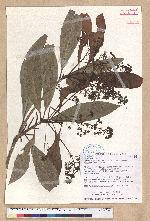 Machilus japonica Siebold et Zucc. var. kusanoi (Hayata) Liao 大葉楠