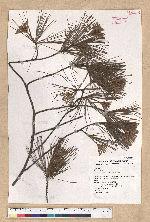 Pinus morrisonicola Hayata 臺灣五葉松