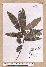 Quercus variabilis Blume 栓皮櫟