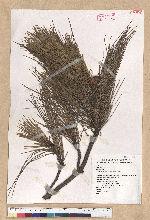 Pinus taiwanensis Hayata 臺灣二葉松